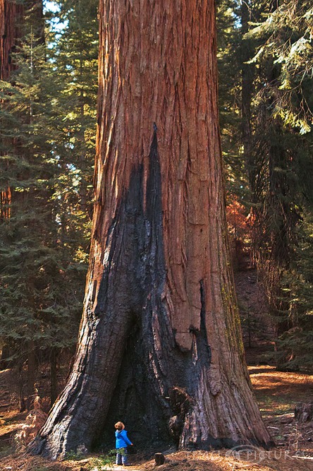 2-Giants