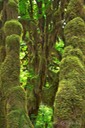 _Maple-Glade-Rain-Forest-