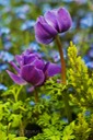 Anemone
