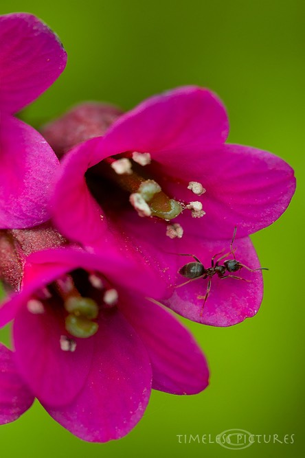 Ants