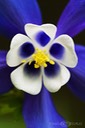 Aquilegia-saximontana