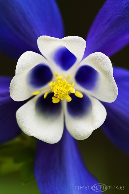 Aquilegia-saximontana