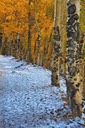 Aspen-Alley