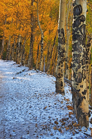 Aspen-Alley