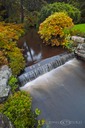 Asticou-Azalea-Garden