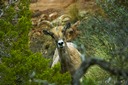 Bighorn-Sheep-