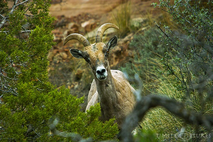 Bighorn-Sheep-