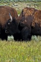 Bison-1