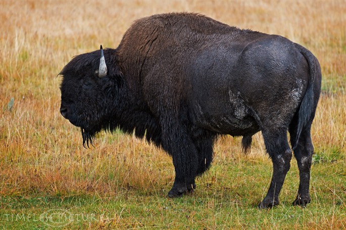 Bison-I