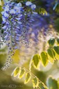 Blue-Dream