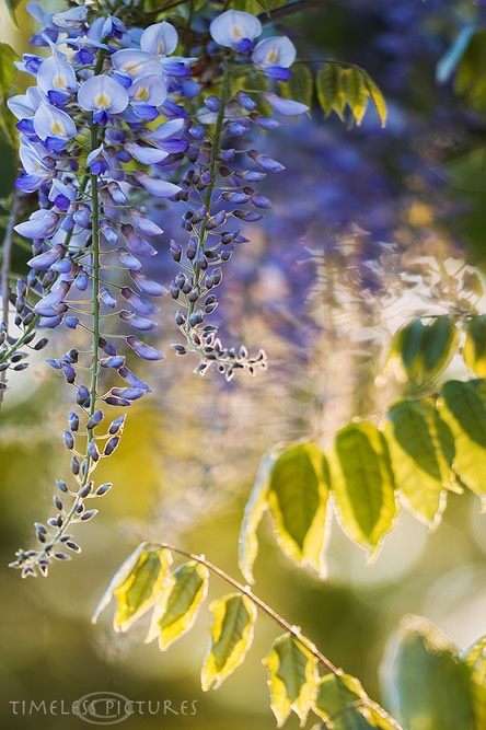 Blue-Dream