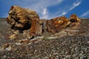 Petrified Forest NP