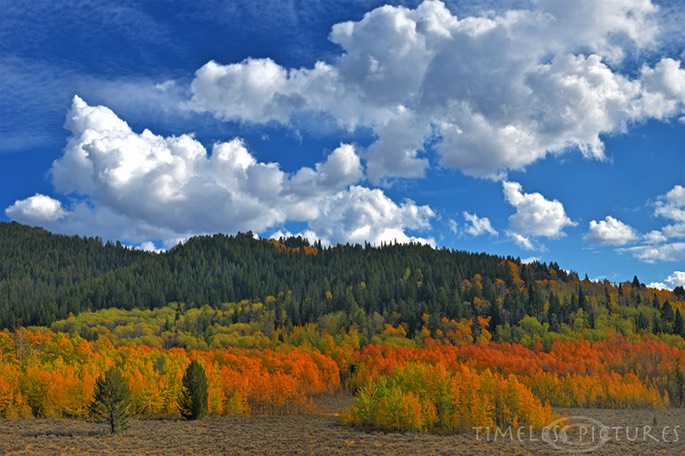 Bridger-Teton-NF