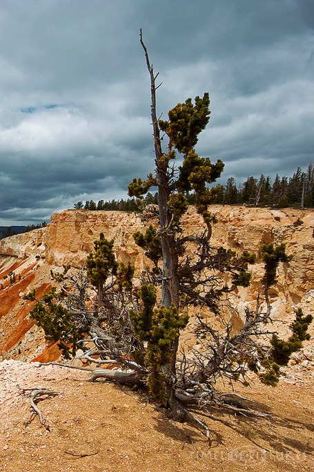 Bristlecone-Pine