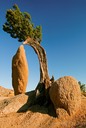 Joshua Tree NP