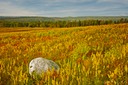 Caterpillar-Hill-2