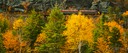 Colorful-birches