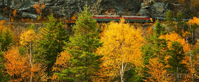 Colorful-birches