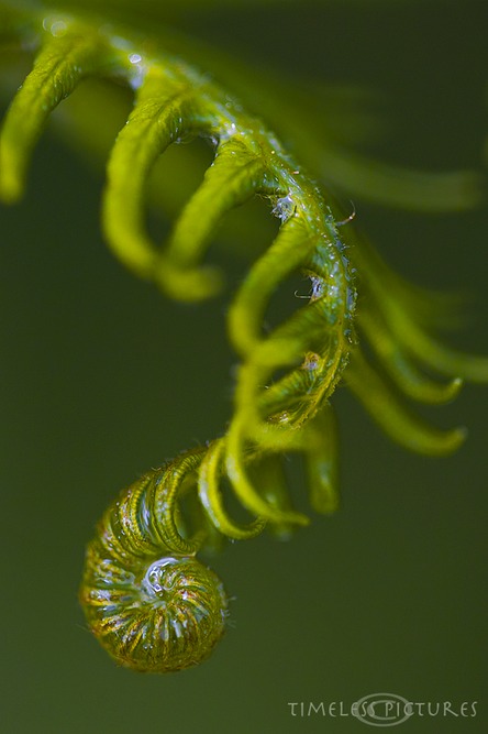 Curly-Farn