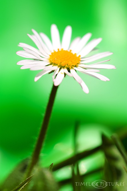 Daisy