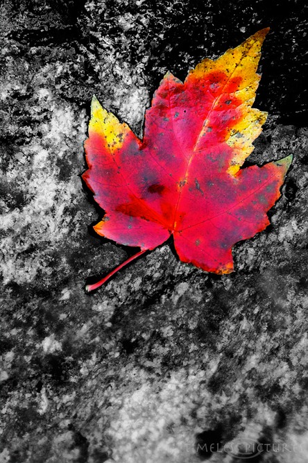 Fallen