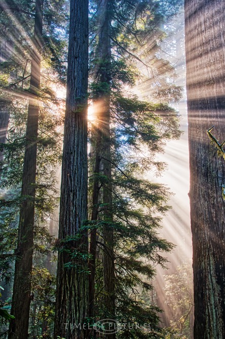Foggy-Beams