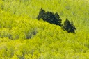 Fresh-Green