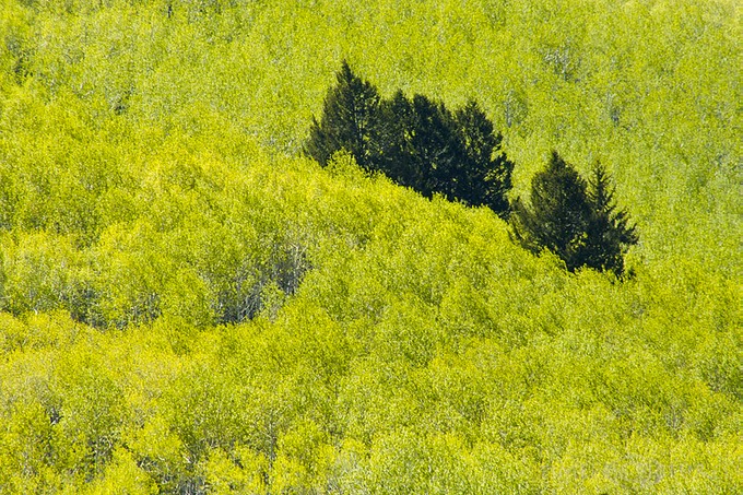 Fresh-Green