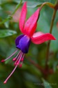 Fuchsie