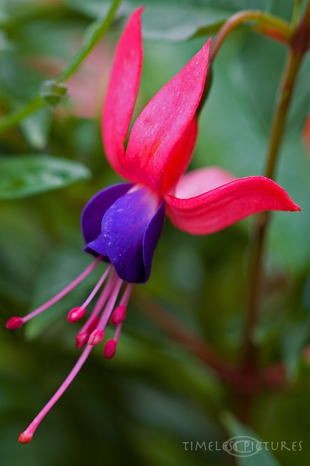 Fuchsie