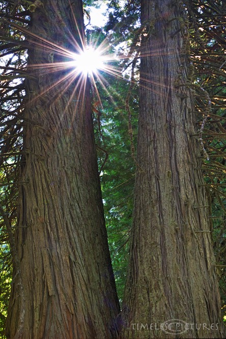 Giants