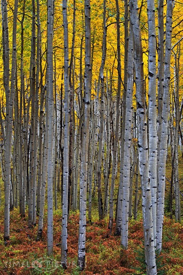 Glowy-Aspen