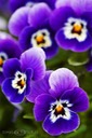 Grand-View---Viola-Wittrockiana