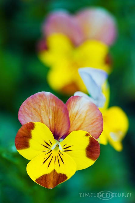 Grand-View-Viola-Tricolor