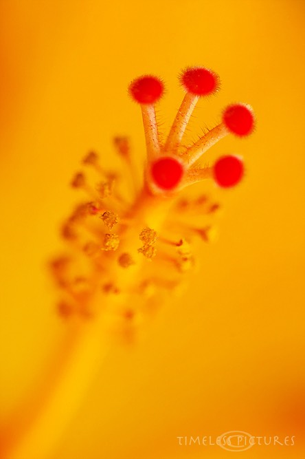 Hibiskus