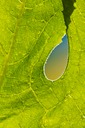 Hole-in-the-Leave