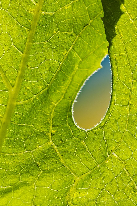 Hole-in-the-Leave