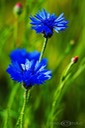 Kornblume
