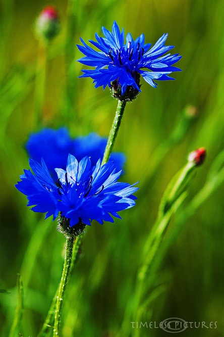 Kornblume