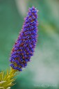 Lavendel