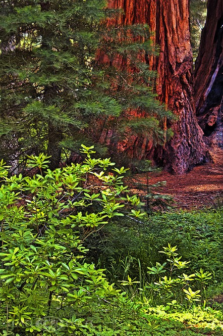 Mariposa-Grove