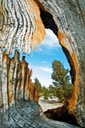 Nature-Window