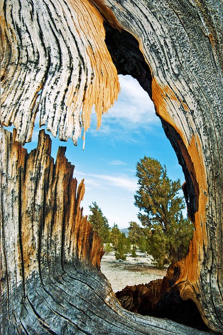Nature-Window
