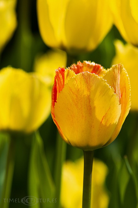 Neugart-Tulpen