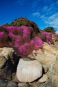 Pacific-Grove