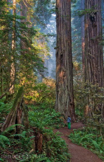 Prairie-Creek-Redwood