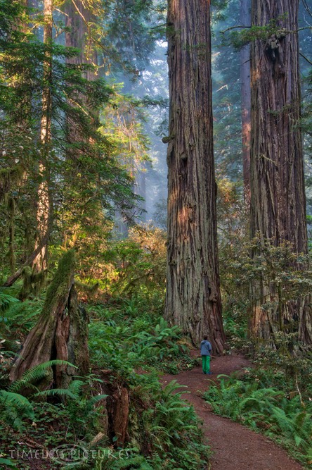 Prairie-Creek-Redwood