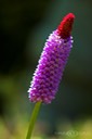 Primula Vialii