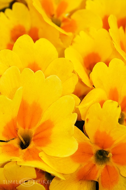 Primula-Vulgaris