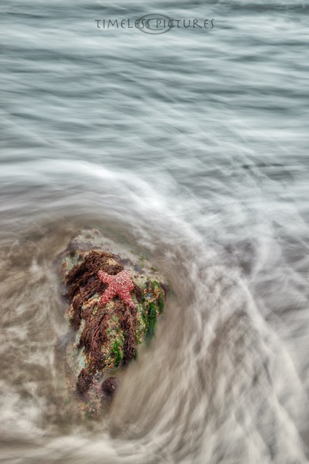 Purple-Sea-Star